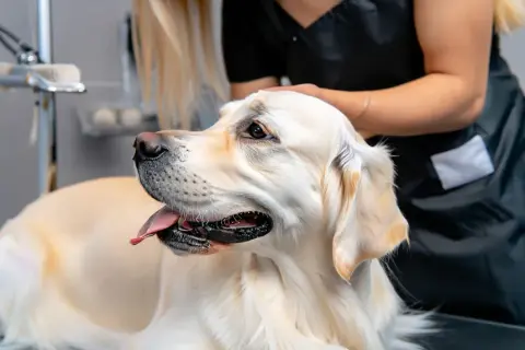 Jak tresować golden retrievera, aby uniknąć problemów behawioralnych