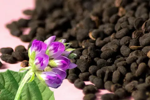 Lila Blüten und dunkle Samen, die an pflanzliches Retinol erinnern, liegen auf rosa Untergrund.
