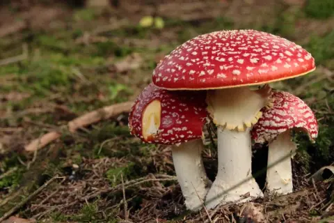 Tres setas rojas con puntos blancos, conocidas como setas venenosas, crecen en el bosque.