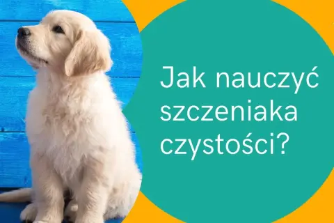 Jak nauczyć szczeniaka czystości - skuteczne metody i porady