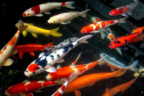 Un banc de carpes koi de différentes tailles et couleurs nage dans un étang sombre.