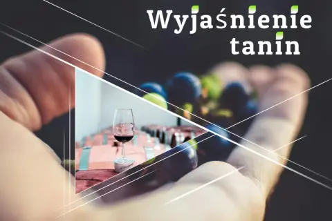 Wyjaśnienie tanin w winie. Dłoń trzyma winogrona, w tle kieliszek z czerwonym winem i beczki.
