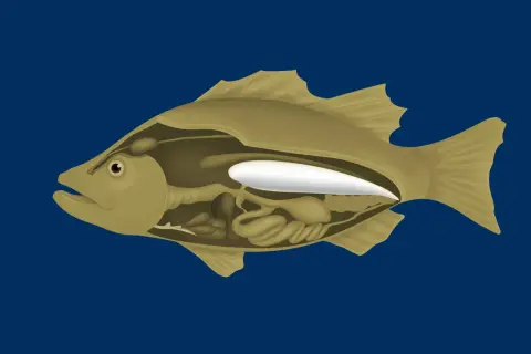 Schnittansicht eines Fisches, die seine inneren Organe und die weiße schwimmblase zeigt, die ihm hilft, im Wasser zu schweben.