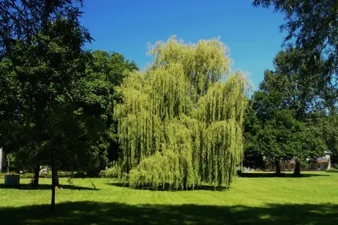 Un sauce llorón, un árbol de hoja perenne, ofrece sombra en un día soleado. Otros árboles de sombra rodean el césped verde.