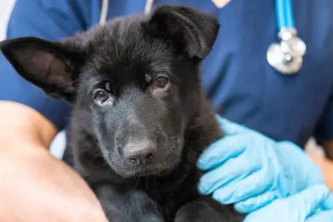 A black German Shepherd puppy is held by a veterinarian wearing blue gloves and a stethoscope, ready for its dog vaccines.