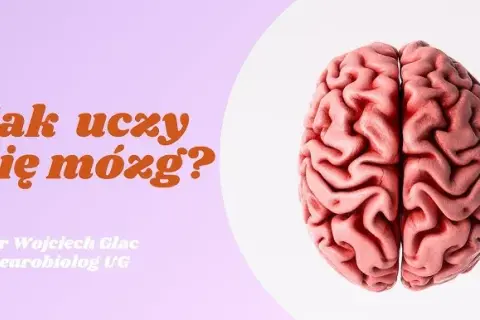 Jak uczy się mózg pdf - poznaj sekrety nauki i efektywnego uczenia się