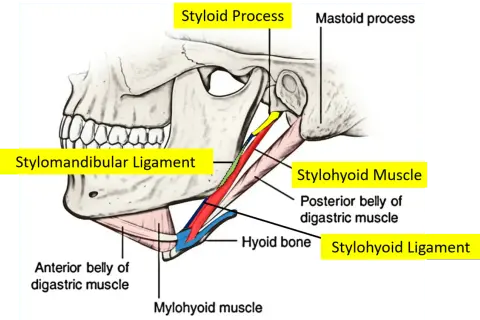 Text excerpt highlighting differential diagnoses for orofacial and cervical pain, including Eagle syndrome.