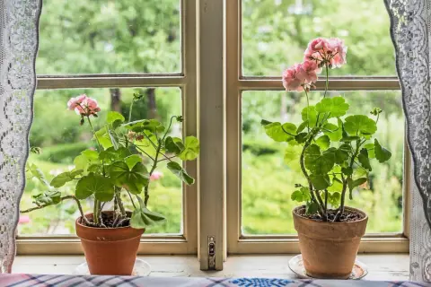 Två rangliga pelargoner med rosa blommor står i krukor på en fönsterbräda. Utanför fönstret syns en grönskande trädgård.