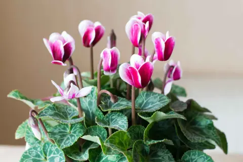 Un bouquet de cyclamens aux fleurs roses et blanches, parfait pour un entretien facile et une touche de couleur.