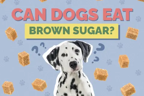 A Dalmatian dog looks confused surrounded by brown sugar cubes and question marks, asking "Can dogs have brown sugar?
