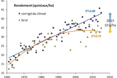 Graphique montrant l'évolution du rendement du blé tendre de 1960 à 2020. Les points bleus représentent le rendement corrigé du climat, les triangles jaunes le rendement brut.