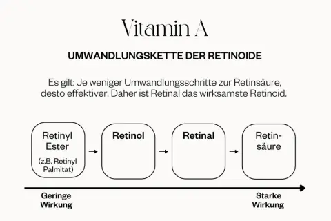 Schema zeigt Vitamin A Umwandlungskette: Retinyl Ester, Retinol, Retinal, Retinsäure. Je weniger Schritte, desto effektiver. Retinal ist am wirksamsten.