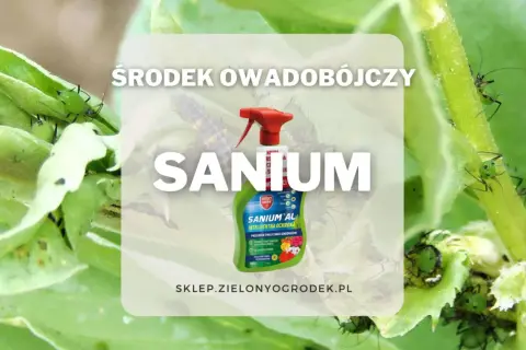 Zielone mszyce na liściach. Obok butelka środka owadobójczego Sanium, który pomoże w walce ze szkodnikami.
