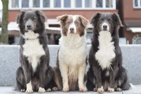 Drei Hunde mit unterschiedlichen australian shepherd farben sitzen nebeneinander. Links ein grauer, in der Mitte ein braun-weißer und rechts ein schwarz-weißer.