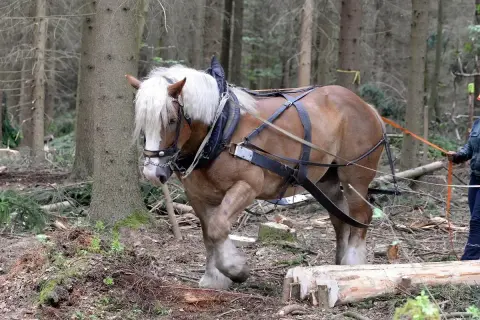 Potężny kon pociagowy w uprzęży pracuje w lesie, pomagając w transporcie ściętych drzew.