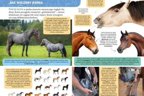 Chrapy konia, czyli górna warga otaczająca otwory nosowe, mogą mieć różne kształty. Koński pysk jest miękki i wilgotny.