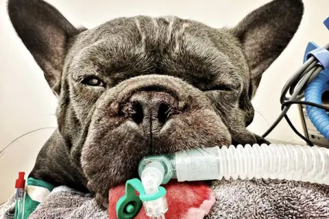 Französische Bulldogge mit Beatmungsschlauch, die gerade inhalieren muss.