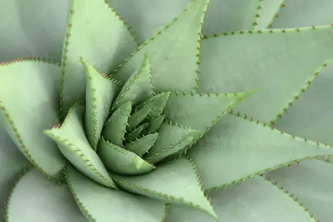 Close-up van een succulente plant met stekelige bladranden, die de veerkracht symboliseert bij hsp psychosomatische klachten.