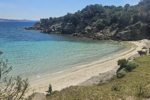 Due mucche pascolano su una spiaggia sabbiosa dell'isola di Culuccia, con acque cristalline e rocce verdi.