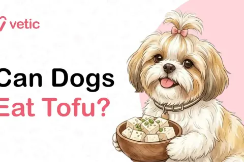 A cute Shih Tzu dog holds a bowl of tofu, asking "Can Dogs Eat Tofu?".