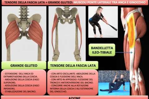Anatomia del grande gluteo e del tensore della fascia lata, con esercizi per rafforzare i muscoli.