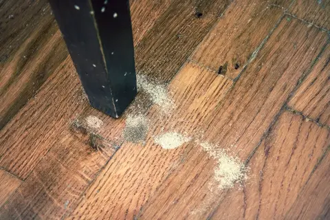 Segni di un tarlo insetto sul parquet. La polvere fine indica la presenza di questi parassiti nel legno.