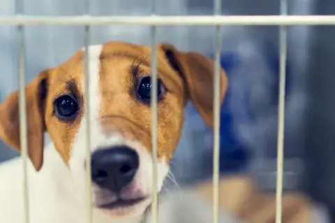 Adopcja szczeniaka ze schroniska: Znajdź i przygotuj idealny dom