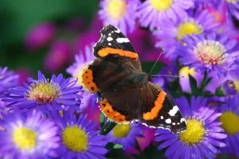 Motyl admirał na fioletowych marcinkach.