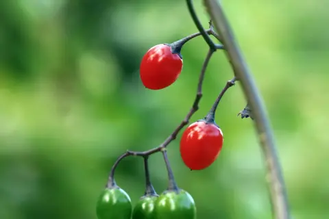 Zwei leuchtend rote Beeren hängen an einem Ast, während unten noch grüne Beeren wachsen. Ein **strauch mit roten beeren** in voller Pracht.