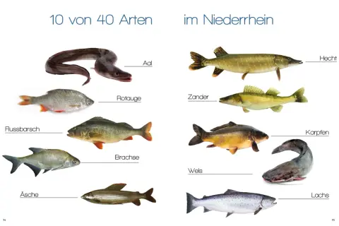 Vielfalt im Niederrhein: Aal, Rotauge, Flussbarsch, Brachse, Äsche, Hecht, Zander, Karpfen, Wels und Lachs – zehn von 40 Arten von Fischen im Rhein.