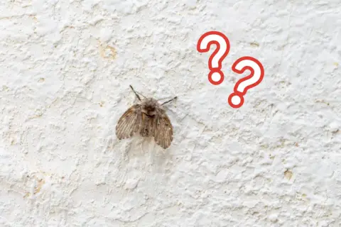 Mały, włochaty owad, przypominający muszkę, siedzi na białej, chropowatej ścianie. Dwa czerwone znaki zapytania unoszą się obok, sugerując zagadkę: czy to muszki w domu?