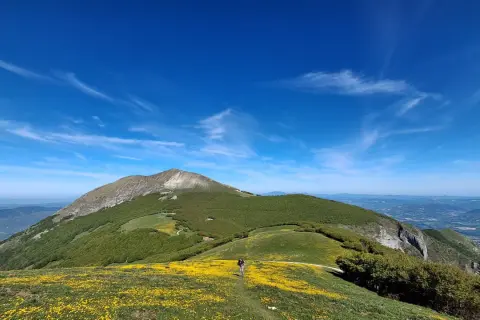 Sentiero fiorito sul Monte Catria, cosa vedere: un paesaggio mozzafiato con un escursionista e il suo cane tra i prati gialli e il verde lussureggiante.