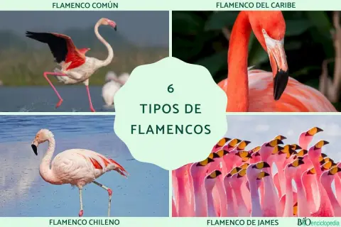 Seis tipos de flamencos: flamenco común, del Caribe, chileno y de James. Conoce sus nombres y diferencias.