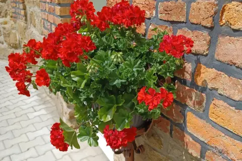 Jak siać pelargonie - proste kroki, by uniknąć niepowodzeń w uprawie