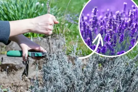 Jak przycinać lawendę? Sekret bujnego kwitnienia i pięknego pokroju