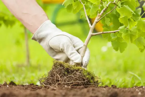 Main verte gantée plante un jeune arbuste aux feuilles vertes dans la terre. Le bon moment pour planter des arbustes est crucial pour leur croissance.