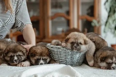 Un grupo de cachorros duerme plácidamente. Aprende como cuidar a un cachorro con estos adorables compañeros.
