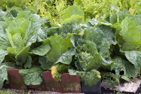 Frisch gewachsene Chinakohl Pflanzen im Garten. Die großen, grünen Blätter sind üppig und zeigen erste Anzeichen von Fraßstellen.