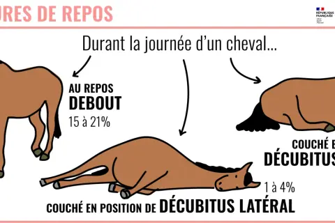 Un cheval peut-il vivre seul ? L'image montre un cheval au repos debout, couché sur le sternum et couché sur le flanc, illustrant ses différentes postures de repos durant la journée.