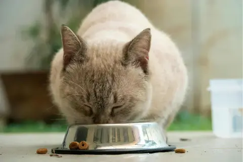 Gato siamés comiendo de un cuenco metálico. Aprende cómo alimentar a un gato con esta imagen.