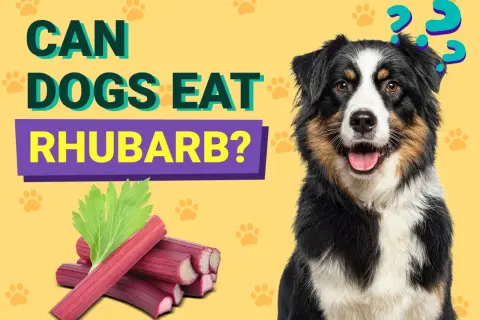 A dog sits next to rhubarb stalks and leaves with question marks above its head.