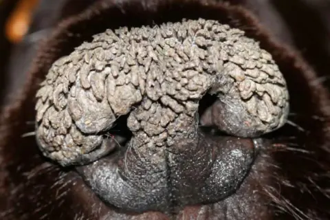 Primer plano de la nariz de un perro con hiperqueratosis en las almohadillas, mostrando un crecimiento escamoso y rugoso.