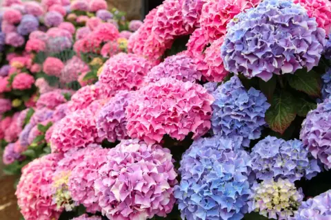 Un tripudio di fioritura ortensie rosa, viola e blu, un tappeto di petali che incanta lo sguardo.
