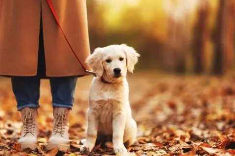 Szczeniak golden retriever siedzi przy nodze właściciela na tle jesiennych liści. Idealny moment, by nauczyć psa chodzić przy nodze.