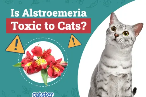 A curious cat looks up, while red alstroemeria flowers are shown with a warning sign, asking if alstroemeria is toxic to cats.