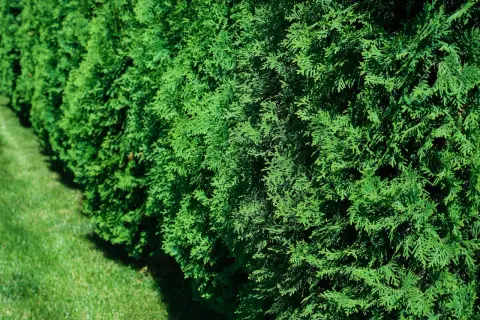 Gęsty żywopłot z soczystych, zielonych tui. Widać, że tuje są zdrowe, pełne życia i pięknie się rozrastają, tworząc naturalną barierę.