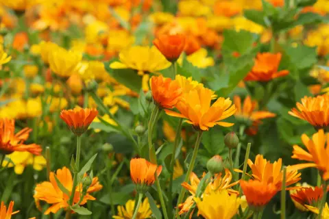 Campo fiorito di calendule arancioni e gialle. Informarsi sulle calendula controindicazioni prima dell'uso.
