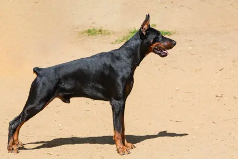 Czarny doberman z podniesionymi uszami stoi na piaszczystym podłożu.