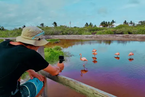 Turysta filmuje flamingi na Galapagos. Woda ma fioletowy odcień, a w tle bujna roślinność.