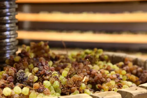 Uva appassita in un tino, pronta per diventare vino santo trentino.